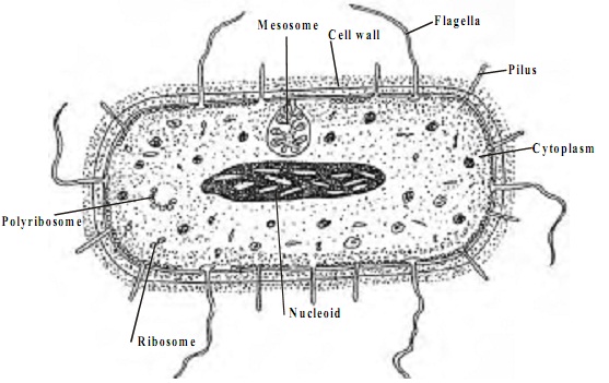 Structure Of A Prokaryotic Cell Homework Help Assignment Help Prokaryotes